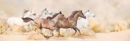 Naklejka arabian koń rasowy mustang zwierzę
