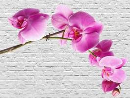 Plakat różana orchidea na tle kamieni