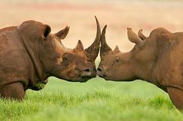 Plakat pocałunek nosorożca