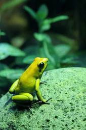 Obraz na płótnie ładny tropikalny żaba meksyk