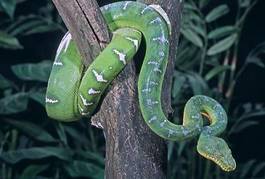Plakat zwierzę gad wąż natura zielony