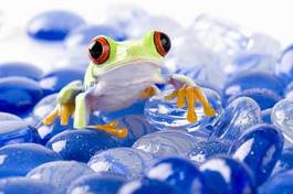 Obraz na płótnie zwierzę płaz żaba
