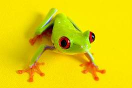 Plakat płaz zwierzę żaba red eye 