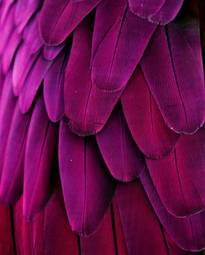 Plakat pink and purple feathers