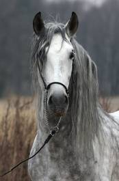 Obraz na płótnie natura piękny twarz arabian