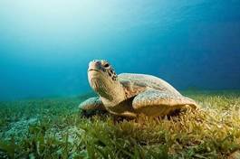 Naklejka morze żółw woda tropikalny