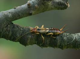 Fotoroleta zwierzę ogród natura las częsty