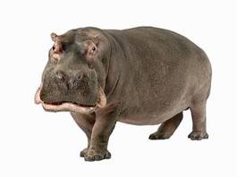 Plakat zwierzę ssak hipopotam