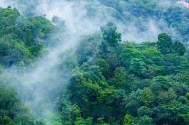 Obraz na płótnie dżungla park tropikalny świeży azja