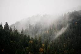 Fotoroleta iglasty świerk spokojny krajobraz las