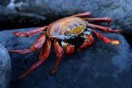 Naklejka zwierzę ekwador krab galapagos natura