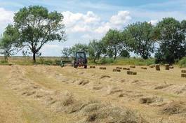 Obraz na płótnie traktor cielę żniwa trawa