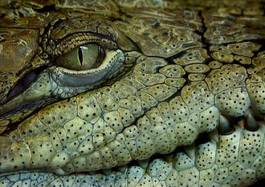 Obraz na płótnie oko twarz dziki krokodyl gad