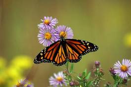 Plakat motyl danaos monarcha