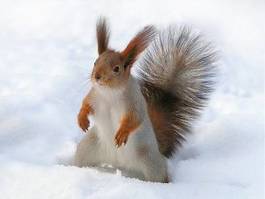 Plakat śnieg wiewiórka ucho zdziwienie ogon