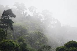 Plakat roślina brazylia ameryka dżungla las