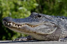 Plakat dziki natura zwierzę krokodyl płaz