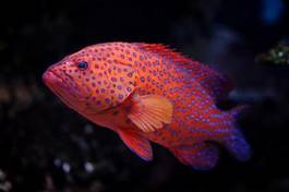 Obraz na płótnie ryba morze rafa koral tropikalny