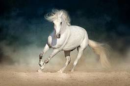 Obraz na płótnie grzywa piękny arabian koń