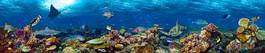Plakat panorama egzotyczny ryba morze czerwone