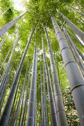 Naklejka spokojny tropikalny bambus natura