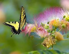 Plakat natura kwiat motyl