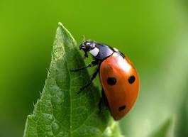 Fotoroleta dziki roślina natura makro