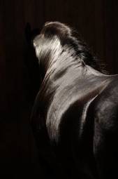 Plakat zwierzę koń grzywa czarny kuper