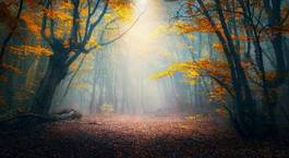 Plakat fairy forest in fog. fall woods. enchanted autumn forest in fog in the morning. old tree. landscape with trees, colorful orange and red foliage and blue fog. nature background. dark foggy forest