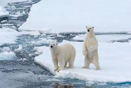 Naklejka lód niedźwiedź matka polarnych arktyczny