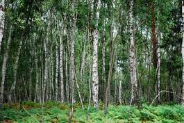 Plakat natura brzoza dżungla las tło