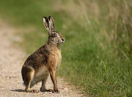 Obraz na płótnie natura zwierzę ssak słońce