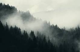 Obraz na płótnie dark forest and mountains, foggy landscape