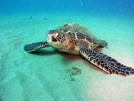 Obraz na płótnie morze woda żółw