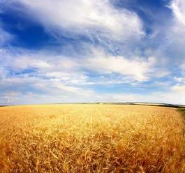 Obraz na płótnie natura pejzaż lato krajobraz roślina