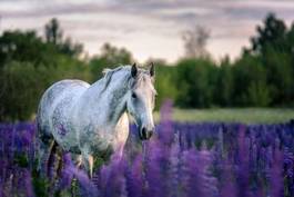 Naklejka ładny arabian lato ssak