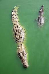 Plakat azja krokodyl tropikalny
