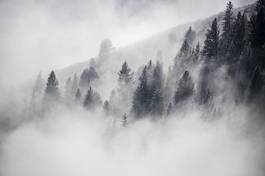 Obraz na płótnie drzewa las sosna pejzaż śnieg