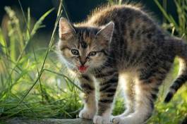 Obraz na płótnie szczenię trawa ładny kot zwierzę