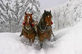 Fototapeta śnieg koń drzewa kulig