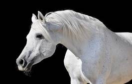Obraz na płótnie koń piękny dziki stajnia