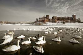 Naklejka kraków kaczka europa zamek śnieg