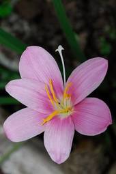 Plakat ameryka południowa roślina storczyk tropikalny kwiat