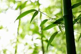 Plakat orientalne japonia spokój natura azjatycki