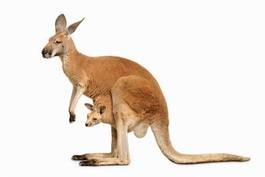Naklejka kangur ssak australia zwierzę ładny