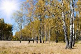 Fototapeta słońce park trawa