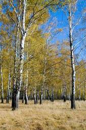 Fototapeta natura jesień park las słońce