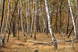 Fototapeta natura jesień park