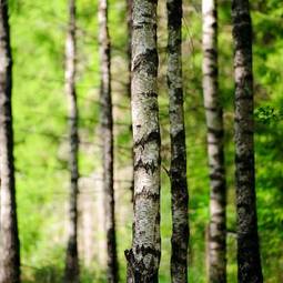 Fototapeta jesień natura drzewa las