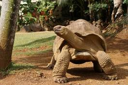 Fototapeta żółw wyspa galapagos antyczny